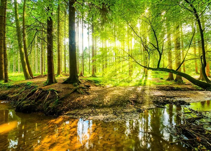 Private Spacious Near Winterberg And Willingen 14 Guests Huge Garden Free Parking For Multiple Cars Villa Olsberg